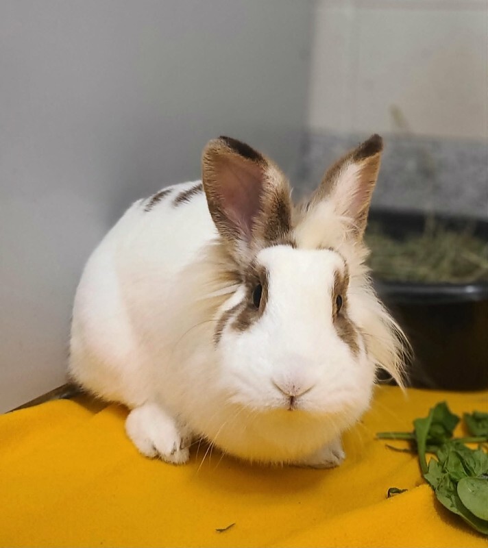 Picture of the Animal Listed